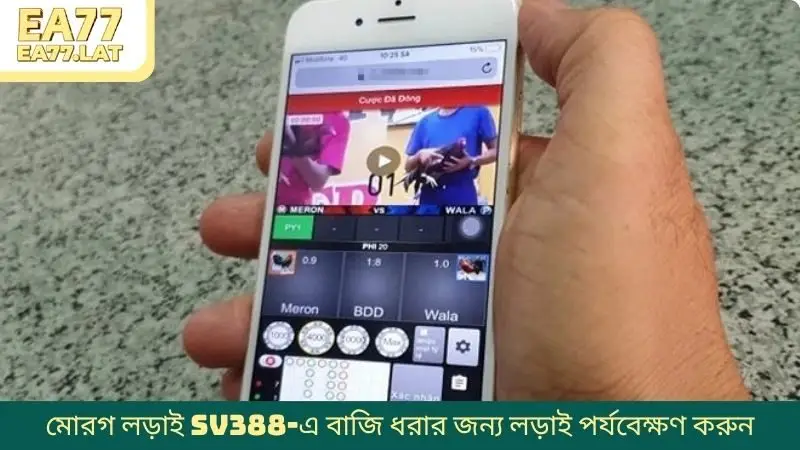 মোরগ লড়াই SV388-এ বাজি ধরার জন্য লড়াই পর্যবেক্ষণ করুন