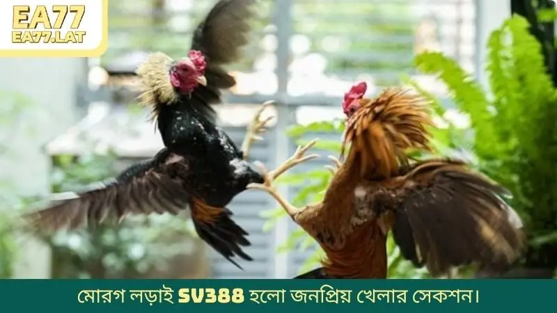 মোরগ লড়াই SV388 হলো জনপ্রিয় খেলার সেকশন।