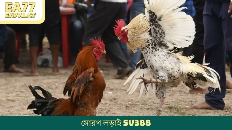 মোরগ লড়াই SV388 – EA77-এ ঐতিহ্য এবং প্রযুক্তির সমন্বয়