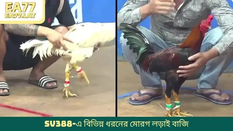 SV388-এ বিভিন্ন ধরনের মোরগ লড়াই বাজি