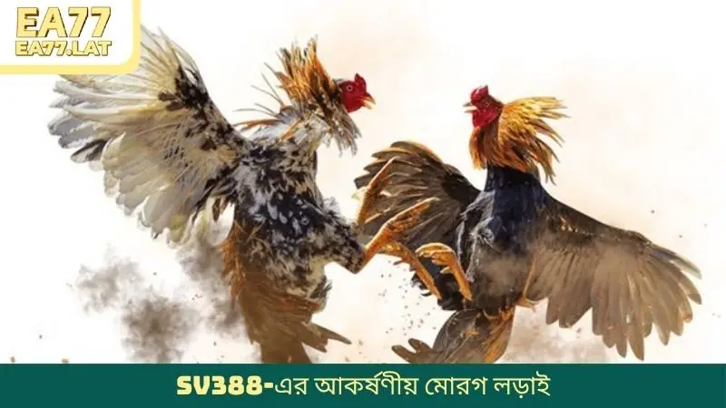 SV388-এর আকর্ষণীয় মোরগ লড়াই
